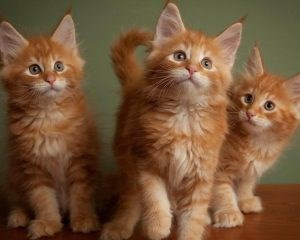 рыжие котята