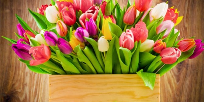 Желтые Тюльпаны Что Означают Когда Дарят Поделиться с друзьями