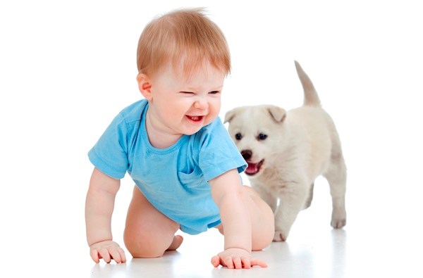 Собака в подарок